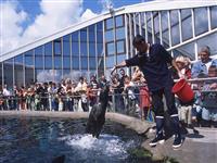 Océanopolis, huge marine aquarium in Brittany
