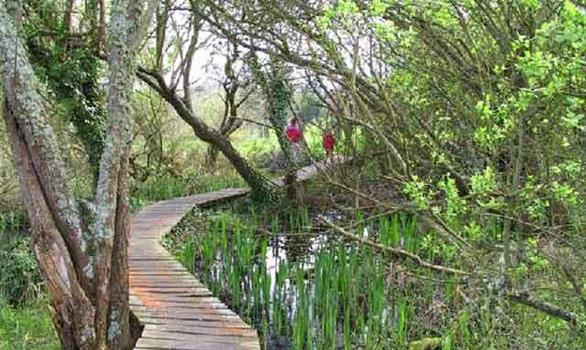 Walks in a natural and protected: the swamps of Quellen in Trébeurden - Stereden, Village de Chalets