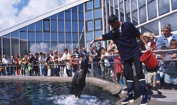 Océanopolis, huge marine aquarium in Brittany - Stereden, Village de Chalets