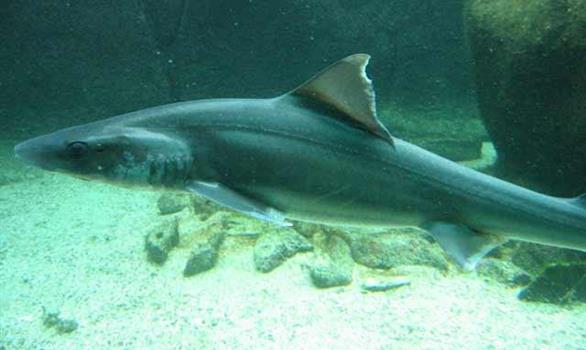 Océanopolis, oceans discovery park in Brittany - Stereden, Village de Chalets