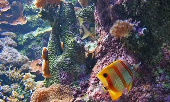 Océanopolis aquarium park in Brittany - Stereden, Village de Chalets