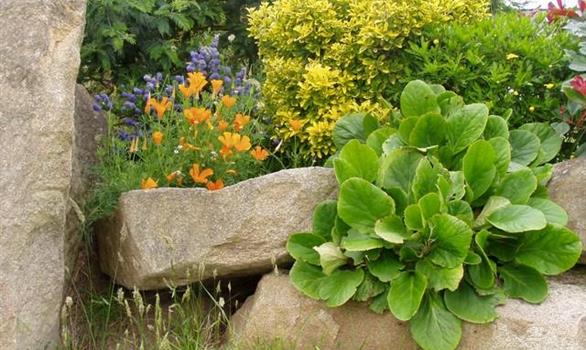 Flowers and plants in Pleumeur Bodou - Stereden, Village de Chalets