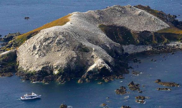 Natural Réserve of the 7 islands of Perros-Guirec : Rouzic island, "the bird's island" - Stereden, Village de Chalets