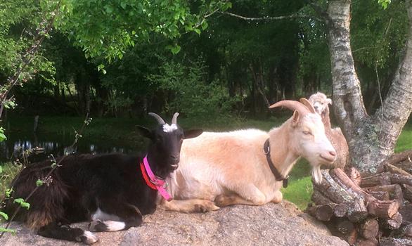 a holiday village with animals, goats  - Stereden, Village de Chalets
