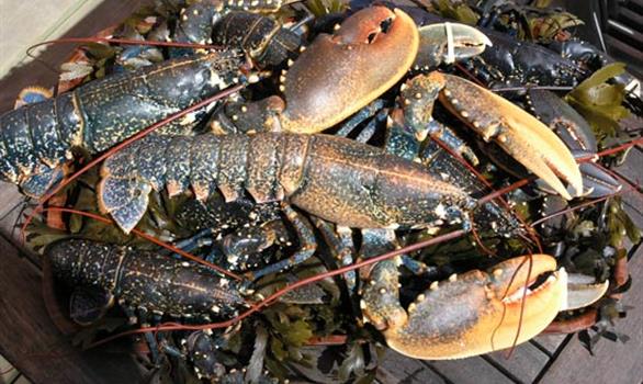 Stereden, Village de Chalets